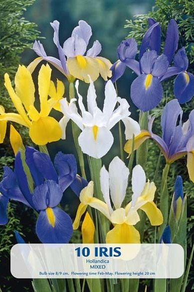 Iris Hollandica Mix 10-pakning